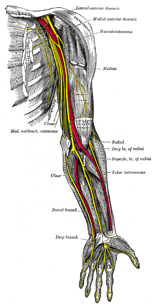 Compression du nerf cubital Diagnostic et opération à Paris